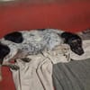 BELLA ... Körbchen auf Lebenszeit gesucht