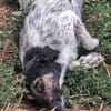 BELLA ... Körbchen auf Lebenszeit gesucht