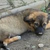 Welpenrüde Bocca sucht liebevolles Zuhause