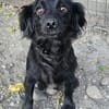 AYLA ... kleine, zarte Hündin sucht Familie