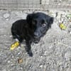 AYLA ... kleine, zarte Hündin sucht Familie