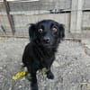 AYLA ... kleine, zarte Hündin sucht Familie