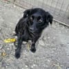 AYLA ... kleine, zarte Hündin sucht Familie