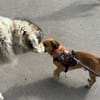 Bolle - Lustiger Dackel-Mix sucht