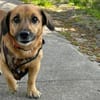 Bolle - Lustiger Dackel-Mix sucht