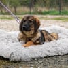 Embra sucht liebevolles Zuhause....