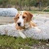 Bruno sucht wunderschönes Zuhause...
