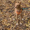 Roy2, lernbegeistert,  sucht Zuhause - neue Fotos!!!