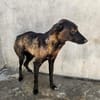 Wunderschöne Marcia