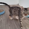 HENRIETTE