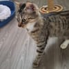 HENRIETTE