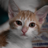 ASTRO "en cours de d'adoption"