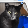 Queenie(en cours d adoption)