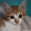 CLOVER (en cours d'adoption)