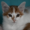 Astre (en cours d'adoption)