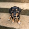 LIA, une chienne merveilleuse