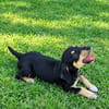 LIA, une chienne merveilleuse