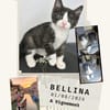 Bellina
