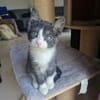 Bellina