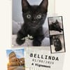 Bellinda