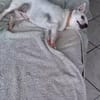 Poupi petite chihuahua pleine d'amour
