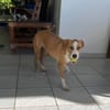 Balto le joyeux créole