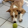 Balto le joyeux créole