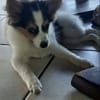 Harel, bébé spitz croisé