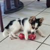 Harel, bébé spitz croisé