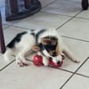 Harel, bébé spitz croisé