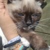 Merlino