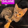 GALANE / ZEBRINA / OVIDE ET CHARBYDE