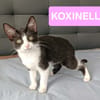 KOXINNELL À ADOPTÉR AVEC UN COPAIN CHAT