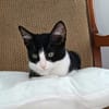 KOXINNELL À ADOPTÉR AVEC UN COPAIN CHAT