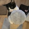 KOXINNELL À ADOPTÉR AVEC UN COPAIN CHAT