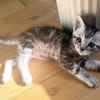 GOUDURIX À ADOPTER AVEC SON FRÈRE OU SOEUR OU SEUL SI DÉJÀ UN CHAT PRÉSENT CHEZ VOUS