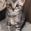 GOUDURIX À ADOPTER AVEC SON FRÈRE OU SOEUR OU SEUL SI DÉJÀ UN CHAT PRÉSENT CHEZ VOUS