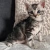 GOUDURIX À ADOPTER AVEC SON FRÈRE OU SOEUR OU SEUL SI DÉJÀ UN CHAT PRÉSENT CHEZ VOUS