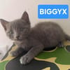 BIGGYX À ADOPTER AVEC SON FRÈRE OU SOEUR OU SEUL SI DÉJÀ UN CHAT PRÉSENT CHEZ VOUS