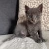 BIGGYX À ADOPTER AVEC SON FRÈRE OU SOEUR OU SEUL SI DÉJÀ UN CHAT PRÉSENT CHEZ VOUS