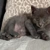 BIGGYX À ADOPTER AVEC SON FRÈRE OU SOEUR OU SEUL SI DÉJÀ UN CHAT PRÉSENT CHEZ VOUS