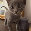 BIGGYX À ADOPTER AVEC SON FRÈRE OU SOEUR OU SEUL SI DÉJÀ UN CHAT PRÉSENT CHEZ VOUS