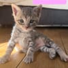 MELODIX À ADOPTER AVEC SON FRÈRE OU SOEUR OU SEULE SI DÉJÀ UN CHAT PRÉSENT CHEZ VOUS