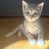 MELODIX À ADOPTER AVEC SON FRÈRE OU SOEUR OU SEULE SI DÉJÀ UN CHAT PRÉSENT CHEZ VOUS