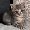 MELODIX À ADOPTER AVEC SON FRÈRE OU SOEUR OU SEULE SI DÉJÀ UN CHAT PRÉSENT CHEZ VOUS