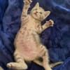 MELODIX À ADOPTER AVEC SON FRÈRE OU SOEUR OU SEULE SI DÉJÀ UN CHAT PRÉSENT CHEZ VOUS