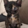 BONNEMINE À ADOPTER AVEC SON FRÈRE OU SOEUR OU SEULE SI DÉJÀ UN CHAT PRÉSENT CHEZ VOUS