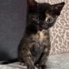 BONNEMINE À ADOPTER AVEC SON FRÈRE OU SOEUR OU SEULE SI DÉJÀ UN CHAT PRÉSENT CHEZ VOUS