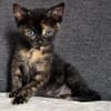 BONNEMINE À ADOPTER AVEC SON FRÈRE OU SOEUR OU SEULE SI DÉJÀ UN CHAT PRÉSENT CHEZ VOUS