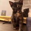BONNEMINE À ADOPTER AVEC SON FRÈRE OU SOEUR OU SEULE SI DÉJÀ UN CHAT PRÉSENT CHEZ VOUS